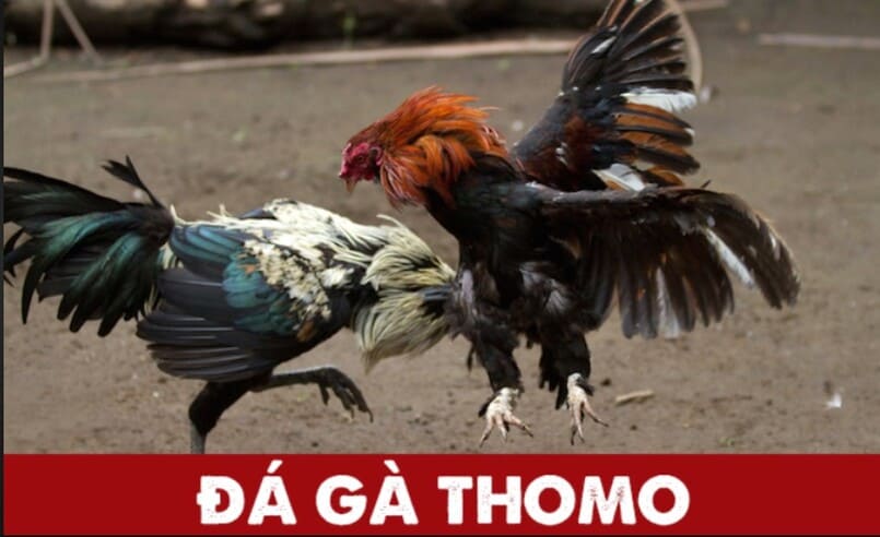 Đá gà Thomo – sản phẩm giải trí nổi tiếng tại Campuchia.